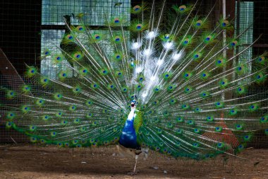 Renkli tavus kuşu kuyruğu tüylerini kapatın. Kuş çiftliğinde görkemli sülün çiftleşme ritüeli..