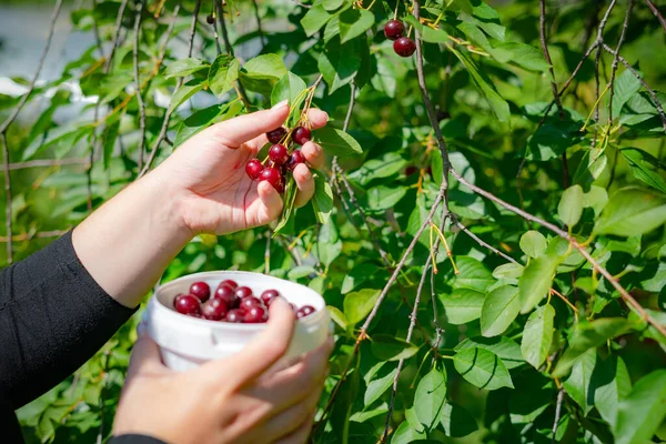 Close up of woman hands picking ripe cherries of the tree branch. Harvesting red cherry into a white plastic bucket at fruit farm in the summer time.