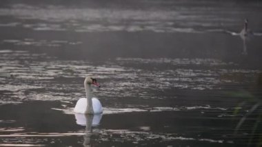 Sisli bir sabahta beyaz kuğu zarif bir şekilde gölde yüzüyor. Su kuşu gölette yüzer.. 