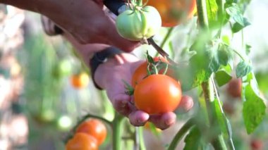 Yeşil evdeki kırmızı domatesleri hasat eden çiftçi ellerini kapatın. Bahçıvan olgun domates topluyor.. 