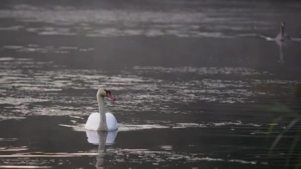 Cisne Blanco Nadando Graciosamente Lago Una Mañana Brumosa Pájaro Acuático — Vídeos de Stock
