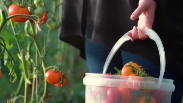 Close Fazendeiro Mãos Colhendo Tomate Vermelho Casa Verde Jardineiro Pegando — Vídeo de Stock