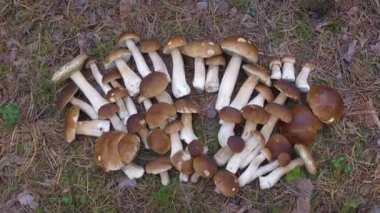 Ormanda bir sürü Boletus Edulis var. Sonbaharda ormandaki yosunların üzerinde çiğ yenebilir mantarlar. 