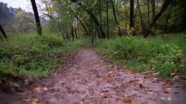 Ormandaki renkli sonbahar yapraklarıyla kaplı patikada yürüyorum. Sonbaharda bulutlu bir günde güzel Avrupa ormanlarında yol almak. 
