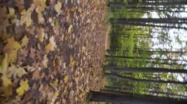 Ormandaki renkli sonbahar yapraklarıyla kaplı patikanın dönüşümlü görüntüsü. Sonbaharda bulutlu bir günde güzel Avrupa ormanlarında yol almak. 