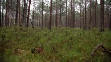 Vahşi doğada yosunlu çam ağaçlarının arasında yürüyorum. Güzel çam ağaçları ve yeşil yosun manzarası 