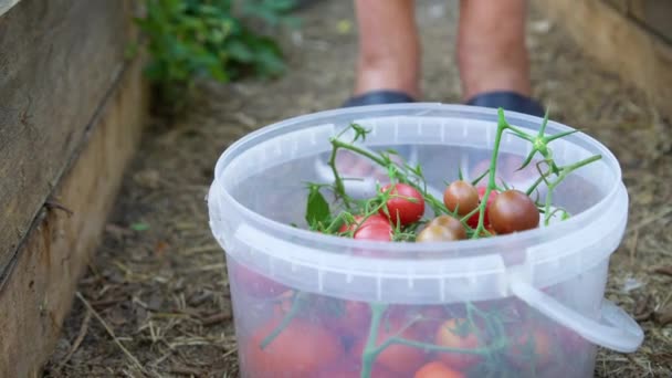 Zbliżenie Rolników Zbierających Czerwone Pomidory Zielonym Domu Ogrodnik Zbierający Dojrzałe — Wideo stockowe