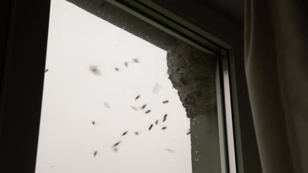 Kentsel Bir Bölgede Pencerenin Yanında Arı Kovanı Asılı Binanın Dışında — Stok video