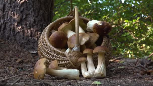 Cesta Completa Mimbre Boletus Edulis Bosque Canasta Champiñones Bosque Otoño — Vídeos de Stock