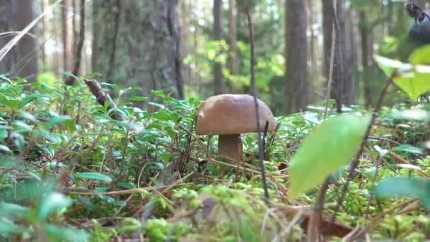 Ruční Krájení Boltetus Edulis Houby Mechu Lese Sklizeň Hub Lesích — Stock video