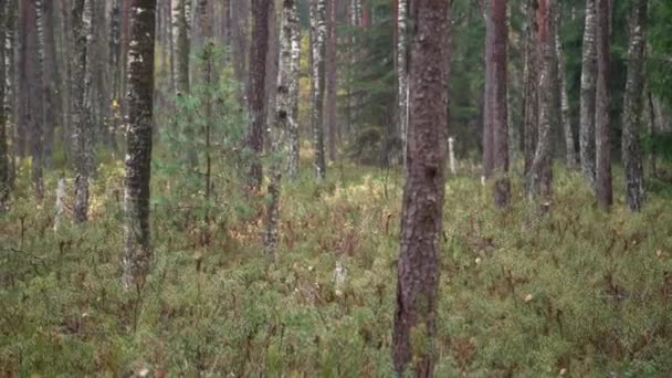 Mossy Fenyőfákon Sétálva Vadonban Gyönyörű Fenyőerdők Zöld Moha Táj — Stock videók