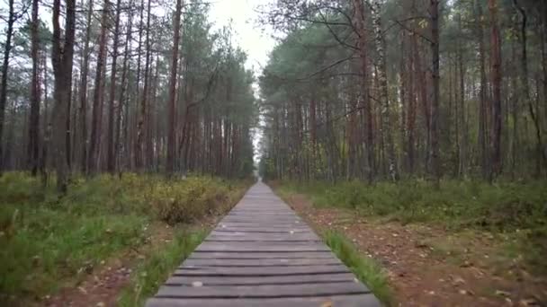 Caminhando Pelo Caminho Madeira Floresta Trilha Através Bela Floresta Europeia — Vídeo de Stock