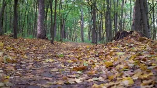Spacerując Ścieżką Pokrytą Kolorowymi Jesiennymi Liśćmi Lesie Szlak Przez Piękny — Wideo stockowe