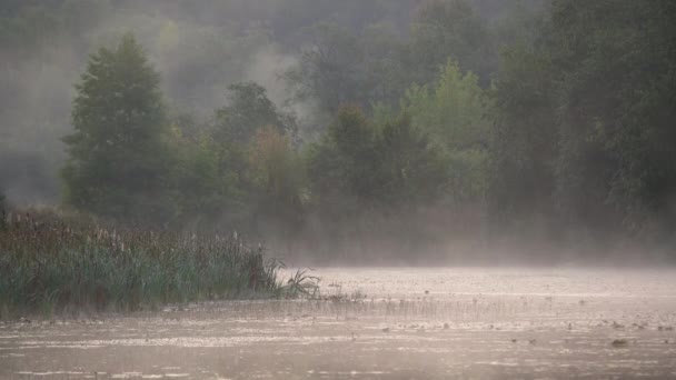 Nevoeiro Subindo Acima Superfície Água Lago Bela Manhã Enevoada — Vídeo de Stock