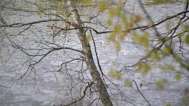 Nehir Akıntısının Üstündeki Gümüş Huş Ağacının Tepedeki Manzarası Nehir Kenarındaki — Stok video
