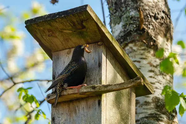 Uccello Stellato Sturnus Vulgaris Che Porta Verme Nella Scatola Legno — Foto Stock