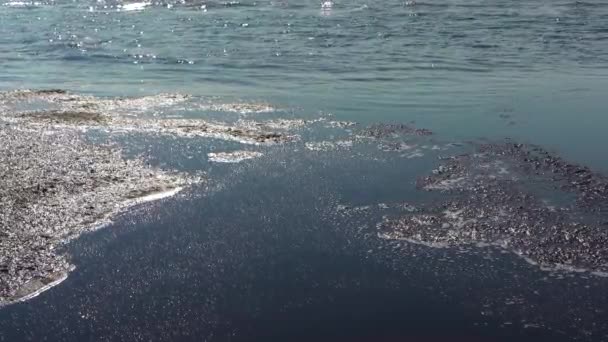 Темно Вонючие Отходы Поверхности Воды Загрязнение Океана Экологическая Катастрофа — стоковое видео