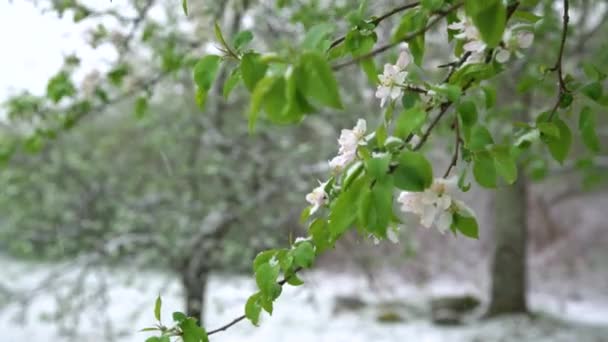 Kwiaty Jabłoni Pokryte Śniegiem Podczas Niespodziewanych Opadów Śniegu Wiosną Kwitnące — Wideo stockowe