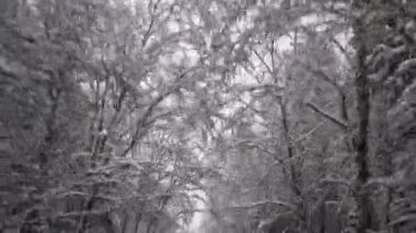 Kar fırtınasından sonra karlı ağaçların altında araba sürmek. Güzel kış manzarası. 