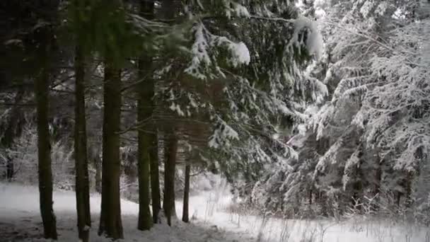 Gliding Shot Snowy Trees Snowfall Forest Exploring Beautiful Winter Landscape — Stock Video