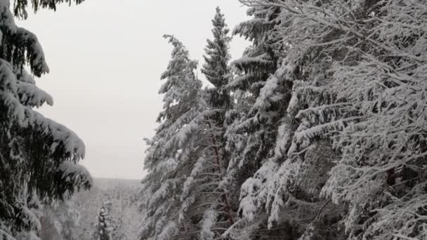 Balanço Árvores Nevadas Após Queda Neve Floresta Explorando Bela Paisagem — Vídeo de Stock