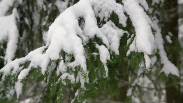 雪の下で雪のトウヒの木の枝の閉鎖ショット 森の中の美しい冬の風景 — ストック動画