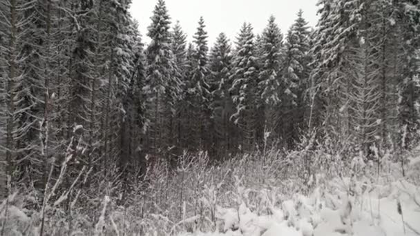 Klouzavý Záběr Zasněžených Stromů Sněžení Lese Prozkoumávání Krásné Zimní Krajiny — Stock video