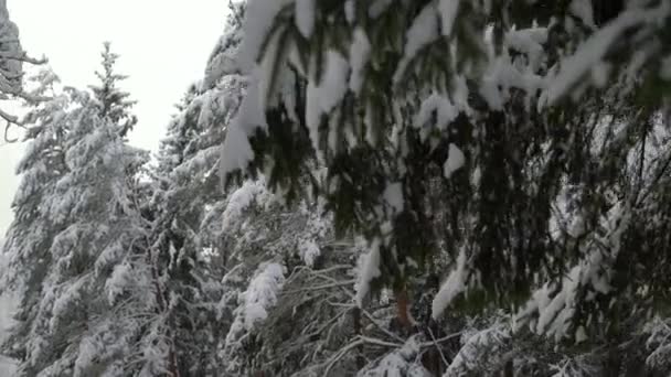 Klouzavý Záběr Zasněžených Stromů Sněžení Lese Prozkoumávání Krásné Zimní Krajiny — Stock video