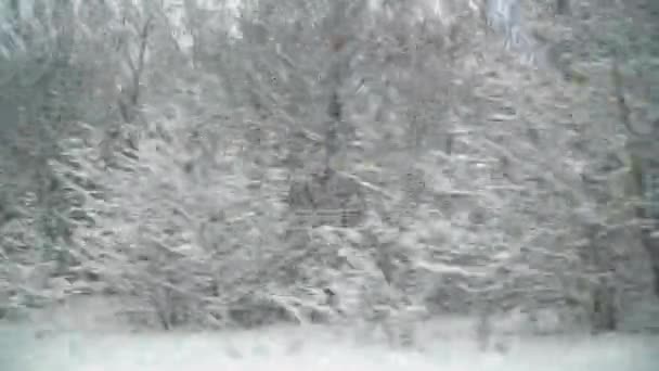 Conducir Coche Bajo Los Árboles Nevados Después Tormenta Nieve Hermoso — Vídeos de Stock