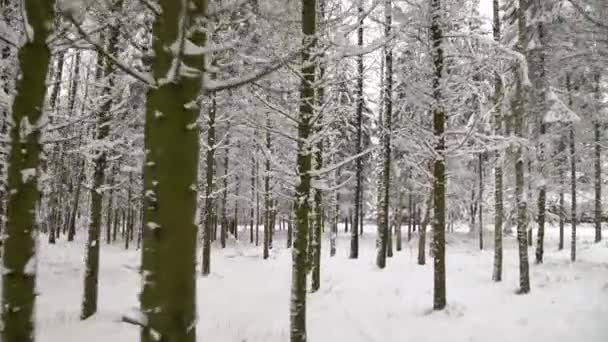 Strzał Szybowcowy Śnieżnych Drzew Śniegu Lesie Zwiedzanie Pięknego Zimowego Krajobrazu — Wideo stockowe