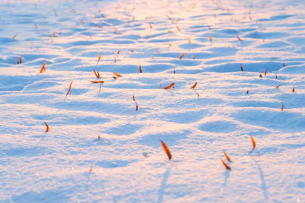 Abstracto Arce Sycamore Semillas Nieve Día Soleado Nieve Suave Montaña —  Fotos de Stock