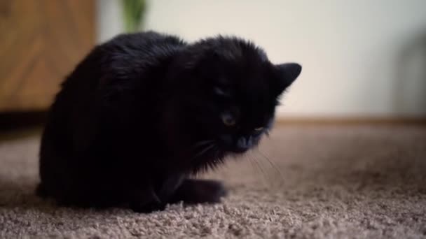 Gato Negro Vomitando Alfombra Casa Vómito Doméstico Gato Mascota Enferma — Vídeos de Stock