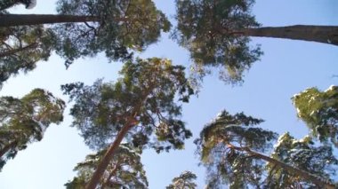 Soğuk ve güneşli bir kış gününde ormanda uzun çam ağaçlarının altında yürümek. Güzel soğuk manzara. 