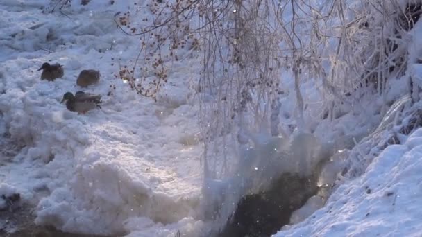 晴れた冬の朝に霧の水の表面を蒸発させるの横にある雪の上に座ってアヒル 寒さの中の水鳥 — ストック動画