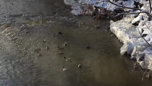 Ankor Som Simmar Floden Kall Vintermorgon Vattenfåglar Som Söker Föda — Stockvideo