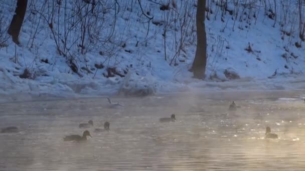 Soğuk Bir Kış Sabahı Nehirde Yüzen Ördekler Kuşları Yiyecek Arıyor — Stok video