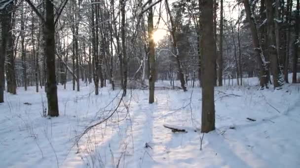Sole Che Splende Tra Gli Alberi Nella Foresta Invernale Bellissimo — Video Stock