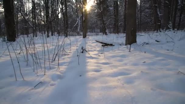 太陽が冬の森の木々を通して輝いている 美しい冷たい風景 — ストック動画