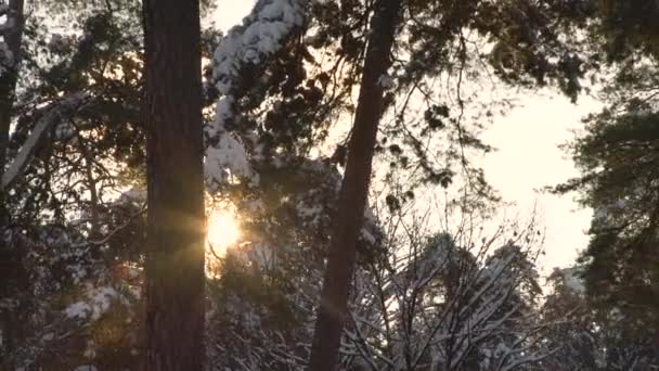 Słońce Zaglądające Przez Sosny Lesie Słoneczny Zimowy Krajobraz — Wideo stockowe