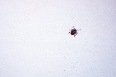 Beyaz arka planda sürünen olgun Amerikan köpek kenesi. Bu eklembacaklılar baharda en aktif olanıdır ve lyme hastalığı ya da beyin iltihabı kariyeri olabilirler.