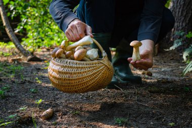 Boltetus edulis 'i ormanda bir sepet dolusu mantarın yanında tutarak. Sonbaharda ormanda mantar toplama mevsimi.
