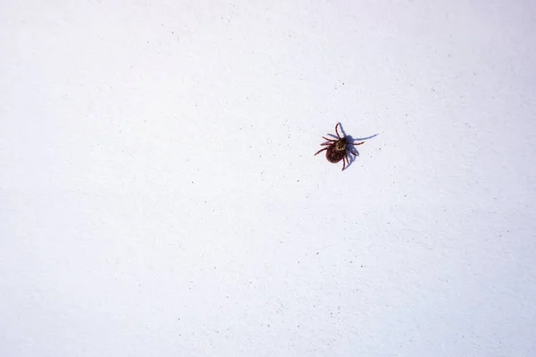 Mature American Dog Tick Crawling White Background Arachnids Most Active — Stock Photo, Image