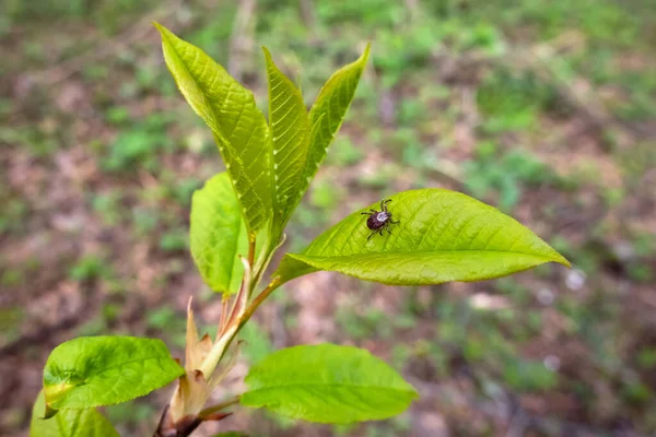 Close American Dog Tick Waiting Plant Leaf Nature Arachnids Most — Stock Photo, Image