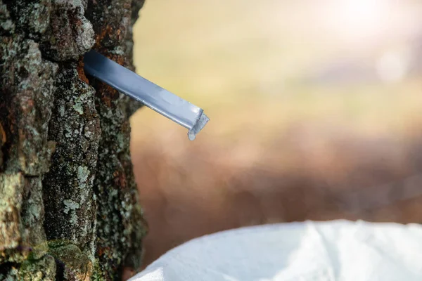 Dekat Getah Birch Menetes Dalam Ember Mengumpulkan Jus Birch Perak — Stok Foto