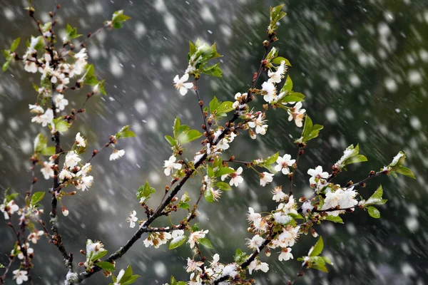 Bei Unerwartetem Schneefall Frühling Blüht Der Apfelbaum Schneebedeckt Blühende Blumen — Stockfoto