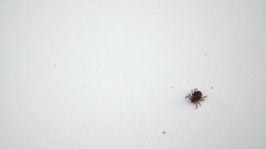Beyaz arka planda sürünen olgun Amerikan köpek kenesi. Bu eklembacaklılar baharda en aktif olanıdır ve lyme hastalığı ya da beyin iltihabı kariyeri olabilirler. 