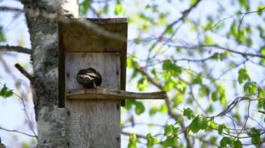 Starling kuşu (Sturnus vulgaris) ağaçtaki tahta yuva kutusuna solucan getiriyor. Kuş besleyen çocuklar ağaçlarda asılı ahşap kuş evindeler. 