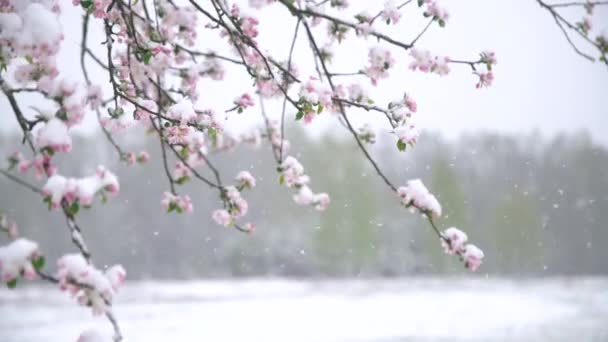 Pommier Fleurit Couvert Neige Lors Chutes Neige Inattendues Printemps Floraison — Video