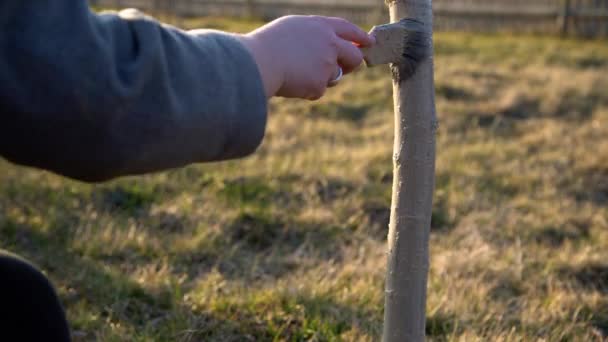 Main Tenant Brosse Blanchissant Les Arbres Coucher Soleil Les Gens — Video