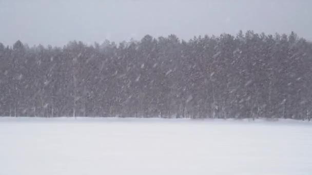 Ακραία Χιονοθύελλα Στην Παγωμένη Λίμνη Δάσος Στο Βάθος Βαρύ Χιόνι — Αρχείο Βίντεο